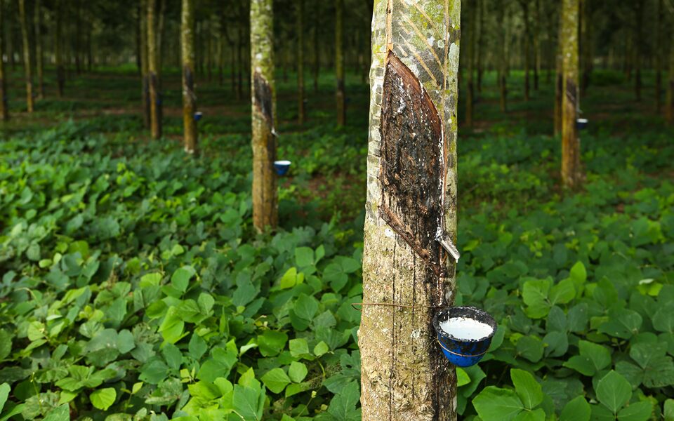 Rubber Plantation